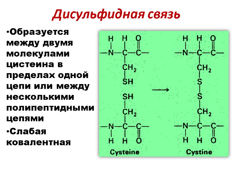 Дисульфидная связь  Образуется между двумя молекулами цистеина в пределах одной цепи или между